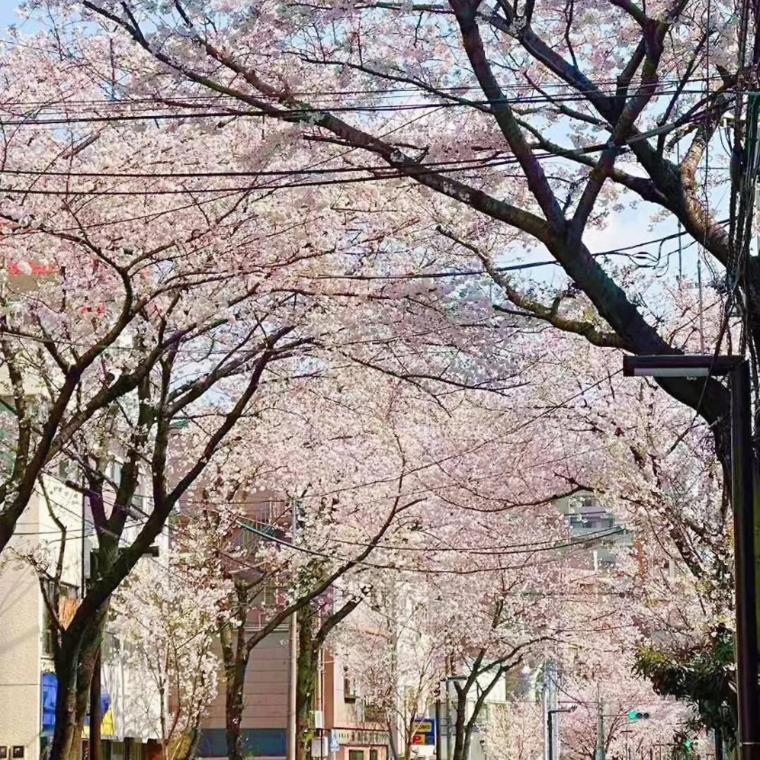 畳寝室2-4人 新宿 渋谷 池袋 Tokyo 0*,  Japan